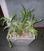 (Kerst) cactus, Ophalen, Cactus