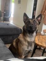Hele lieve mechelse herder teef van bijna 2, 1 tot 2 jaar, Teef, Eén hond, Herder