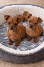 Lief Jackel (Jack Russel x Teckel) teefje zoekt een huisje, Parvo, Jack Russell Terriër, 8 tot 15 weken, Teef