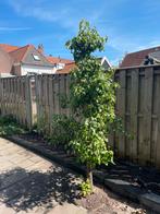 Perenboom, Ophalen, 250 tot 400 cm, Perenboom, Lente