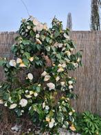 Camellia japonica nobilissima, Tuin en Terras, Halfschaduw, Overige soorten, Ophalen of Verzenden