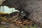 Russische vierteenschilpad (Testudo horsfieldii), Dieren en Toebehoren, Schildpad, 0 tot 2 jaar