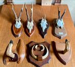 Geweien, Ophalen of Verzenden, Zo goed als nieuw, Hert, Gewei of Kop