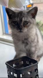 Britse Korthaar kitten te koop – 11 weken oud met toebehoren, Dieren en Toebehoren, Poes, Ontwormd, 0 tot 2 jaar