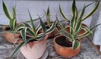 5 Agaves 🪴 met of zonder terra bloempot., Tuin en Terras, Planten | Tuinplanten, Winter, Ophalen