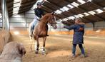 Superverzorgster gezocht voor superpaard ;-), Diensten en Vakmensen, Dieren | Paarden | Verzorging, Oppas en Les