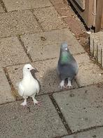 Takla Ankara Duiven, Meerdere dieren, Postduif