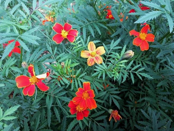 Uit eigen tuin zaden Afrikaantje, wild, Tuin en Terras, Bloembollen en Zaden, Zaad, Voorjaar, Volle zon, Verzenden