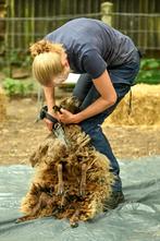 schapenvachten, Dieren en Toebehoren, Schapen, Geiten en Varkens, Meerdere dieren, Schaap