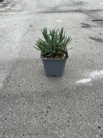 Lavandula Munstead - Lavendel, Ophalen, Volle zon, Vaste plant, Kruiden