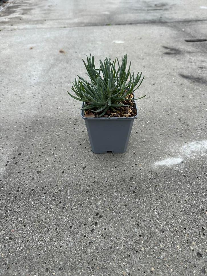 Lavandula Munstead - Lavendel, Tuin en Terras, Planten | Tuinplanten, Vaste plant, Kruiden, Volle zon, Zomer, Ophalen