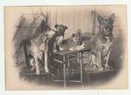 Grote oude foto vier honden uit Nederlands-Indië, Gebruikt, Verzenden, Foto, Voor 1940