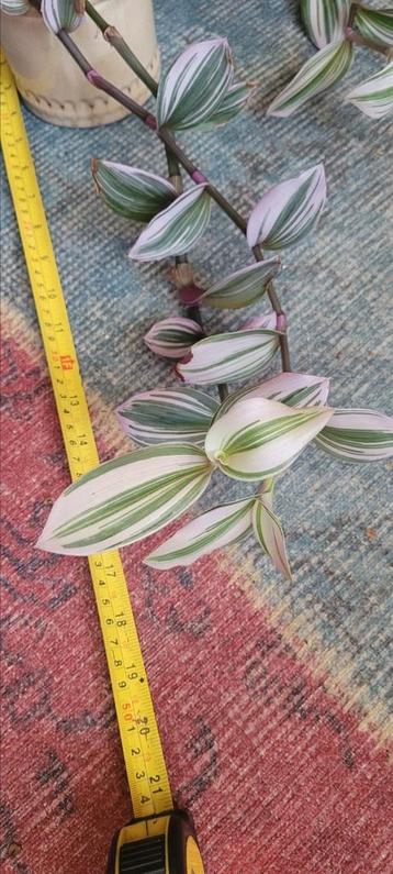 Tradescantia nanouk beschikbaar voor biedingen