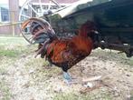 Broedeieren groot type Nederlandse Baardkuifhoen., Dieren en Toebehoren, Geslacht onbekend, Kip