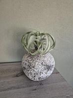 Woonaccessoires leuke spulletjes, Huis en Inrichting, Woonaccessoires | Kunstplanten en Kunstbloemen, Ophalen of Verzenden, Zo goed als nieuw