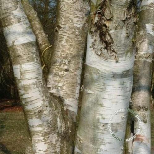 Betula utilis var jacquemontii Witte Himalayaberk herfstkleu, Tuin en Terras, Planten | Tuinplanten, Vaste plant, Overige soorten