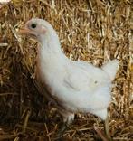 Jonge leghennen diverse kleuren!, Meerdere dieren, Kip