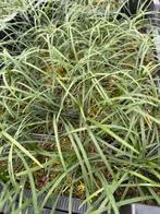 Ophiopogon Japonicus - Slangenbaard, Ophalen, Bodembedekkers, Vaste plant, Halfschaduw