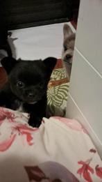 Mooie pups pomeriaan x chihuahua, Meerdere dieren, Eén hond, Chihuahua, Nederland