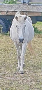 Paddock gezocht, Dieren en Toebehoren, Stalling en Weidegang