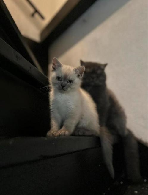 Britste Korthaar Katertje - Blue Point (11weken), Dieren en Toebehoren, Katten en Kittens | Raskatten | Korthaar