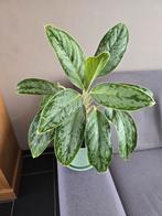 Aglaonema Silver Bay Kamerplant, Ophalen, Overige soorten, Halfschaduw, In pot