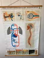 Van Goor anatomische wandplaten 5, Antiek en Kunst, Antiek | Schoolplaten, Ophalen of Verzenden, Natuur en Biologie