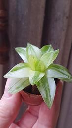 Haworthia cymbiformis variegata vetplant, Vetplant, Ophalen of Verzenden, In pot, Minder dan 100 cm