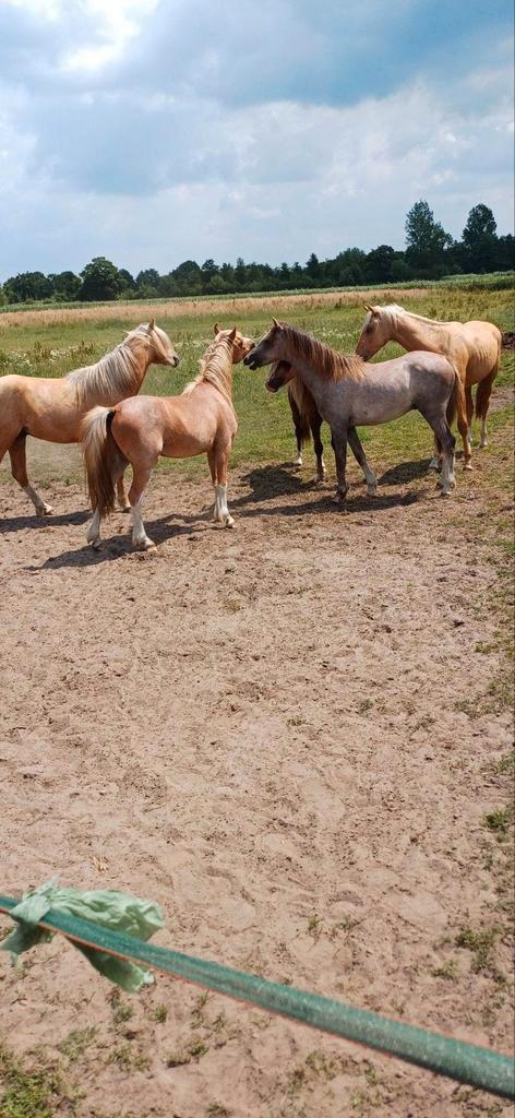 Super schattige en bloedmooie A-pony welsh hengst, Dieren en Toebehoren, Pony's, Hengst, Niet van toepassing, B pony (1.17m tot 1.27m)