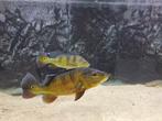 Cichla Kelberi XL, Vis, Zoetwatervis