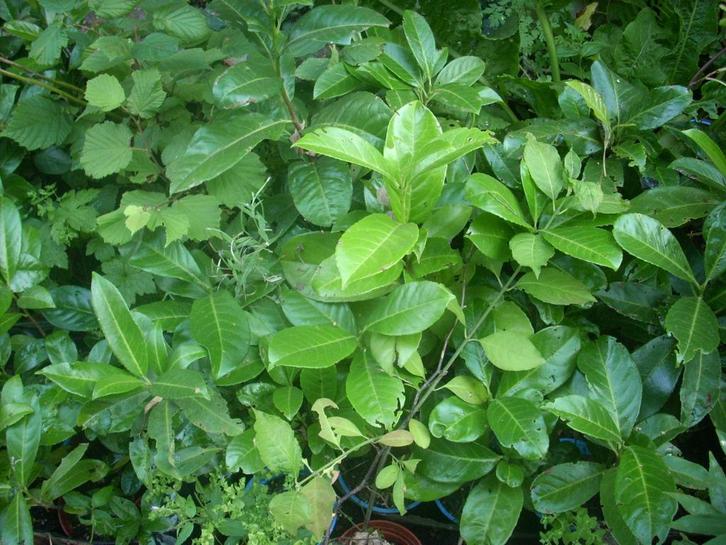 laurier struikjes in pot en bak laurierhaag snel groeiend, Tuin en Terras, Planten | Struiken en Hagen, Struik, Laurier, Minder dan 100 cm