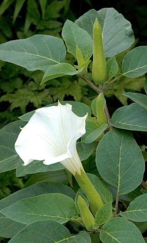 Zaden Datura sp., Tuin en Terras, Bloembollen en Zaden, Zaad, Ophalen of Verzenden