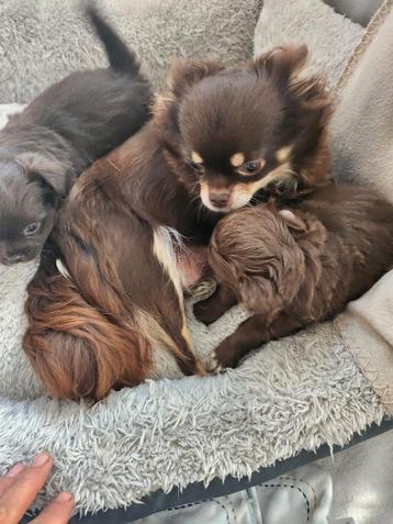 Chihuahua puppy's, langharig ,Choco, teefje en reutje  beschikbaar voor biedingen