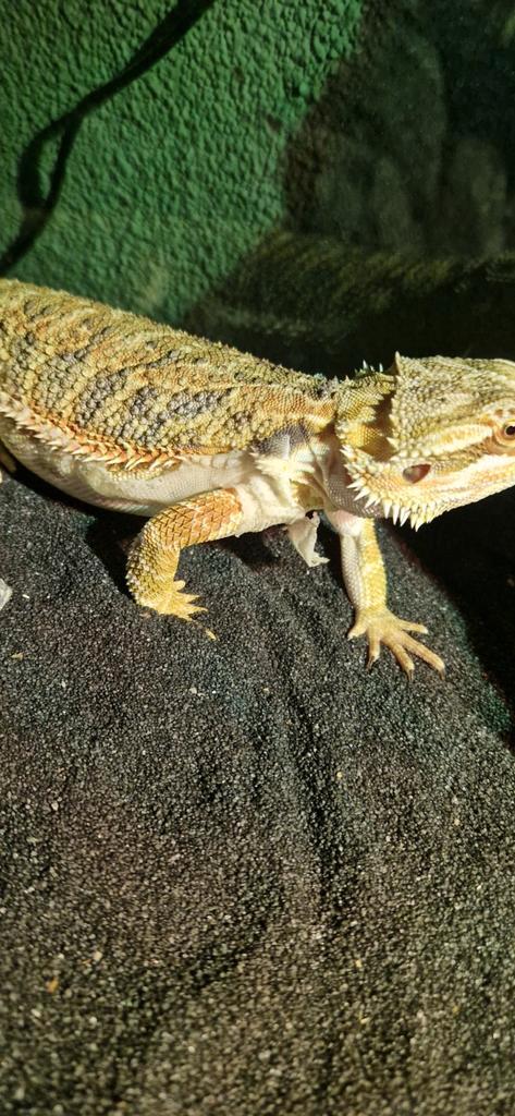 Baardagaam compleet met terrarium, Dieren en Toebehoren, Reptielen en Amfibieën | Toebehoren, Zo goed als nieuw, Ophalen
