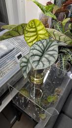 Alocasia Dragon Gold in zelfwaterende pot, Ophalen of Verzenden, Zo goed als nieuw