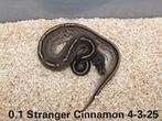 Diverse Ball Pythons 2025, Slang