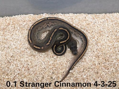 Diverse Ball Pythons 2025, Dieren en Toebehoren, Reptielen en Amfibieën, Slang
