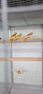 roodbuik cinnamon turquoisine 2025, Dieren en Toebehoren, Meerdere dieren, Parkiet, Geringd