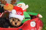 Yorkshire terrier pups direct beschikbaar, Dieren en Toebehoren, Yorkshire Terriër, België, Rabiës (hondsdolheid), 15 weken tot 1 jaar