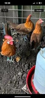 Trio Friese hoen, kippen (goudpel), Dieren en Toebehoren, Pluimvee, Meerdere dieren, Kip