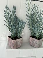 Twee vetplanten in pot, Tuin en Terras, Planten | Tuinplanten, Volle zon, Vaste plant, Bloeit niet, Ophalen