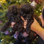 Prachtige maltipoo pups, Dieren en Toebehoren, Honden | Niet-rashonden, CDV (hondenziekte), 8 tot 15 weken, Meerdere, Meerdere dieren