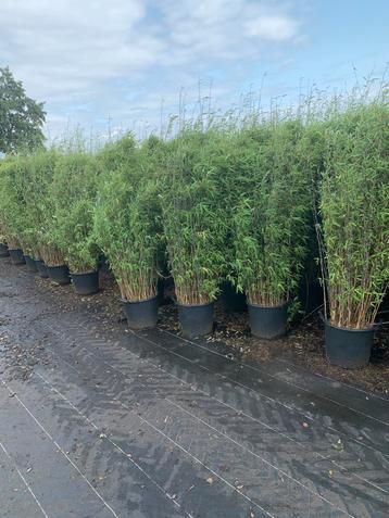 Fatgesia Winter-Joy in 30 ltr container beschikbaar voor biedingen