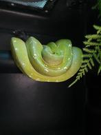 Morelia viridis cyclope mâle 2018, Dieren en Toebehoren, Reptielen en Amfibieën, Slang, Tam, 3 tot 6 jaar