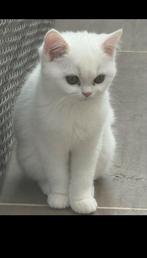 Britse korthaar kitten, Dieren en Toebehoren, Katten en Kittens | Overige Katten, Kater, Kortharig, 0 tot 2 jaar