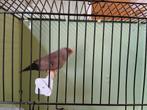 Charcoal zebravink pop, Dieren en Toebehoren, Vogels | Overige Vogels, Vrouwelijk, Tropenvogel, Geringd