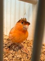 Harlekijn kanarie man met kuif, Dieren en Toebehoren, Vogels | Kanaries, Mannelijk, Postuurkanarie