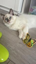 Ragdoll, Meerdere dieren, Ontwormd, 0 tot 2 jaar