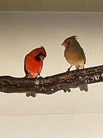 Koppel Rode Kardinalen, Dieren en Toebehoren, Meerdere dieren, Wildzangvogel, Geringd