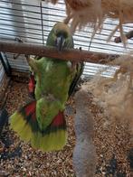 Amazone papegaai, Dieren en Toebehoren, Vogels | Parkieten en Papegaaien, Vrouwelijk, Papegaai, Pratend